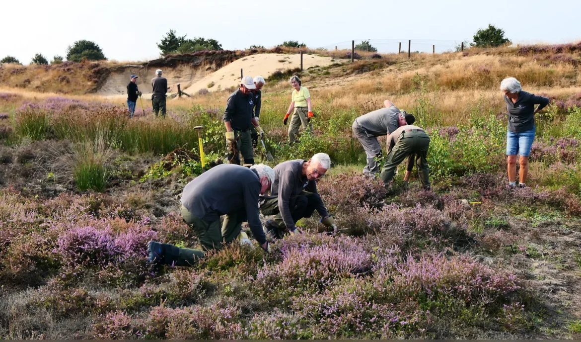 Vrijwilligers GNR aan het werk tussen bloeiende heide