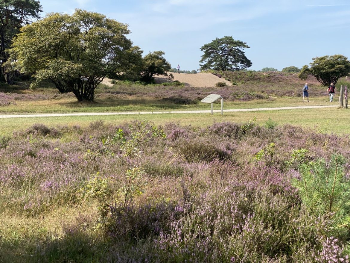 Gooise heide op veel plekken al volop in bloei, maar het beste moet nog komen