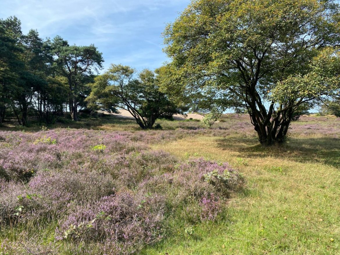 Gooise heide vroeger paars dan andere jaren