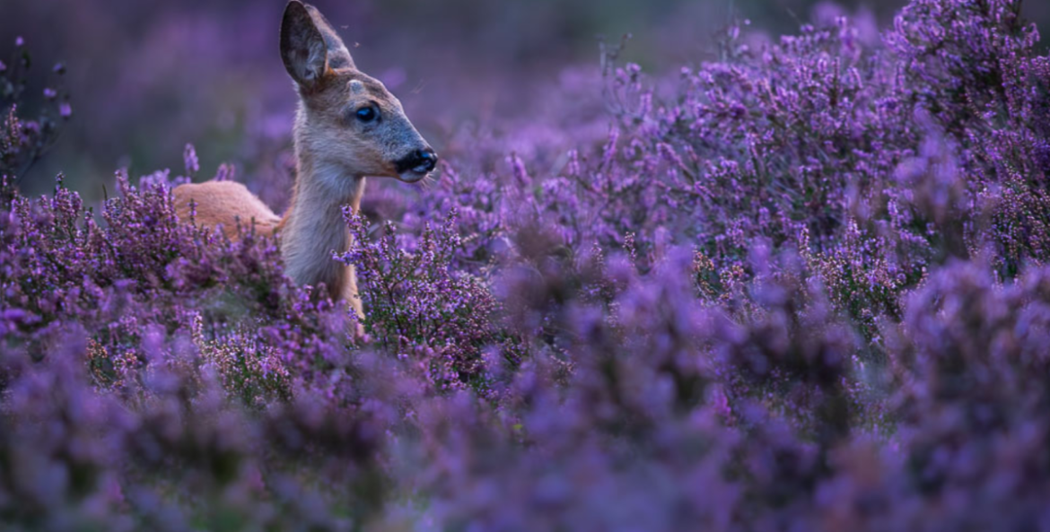 Meer rust voor dieren op de Bussummer- en Westerheide: enkele toegangshekken gaan verdwijnen