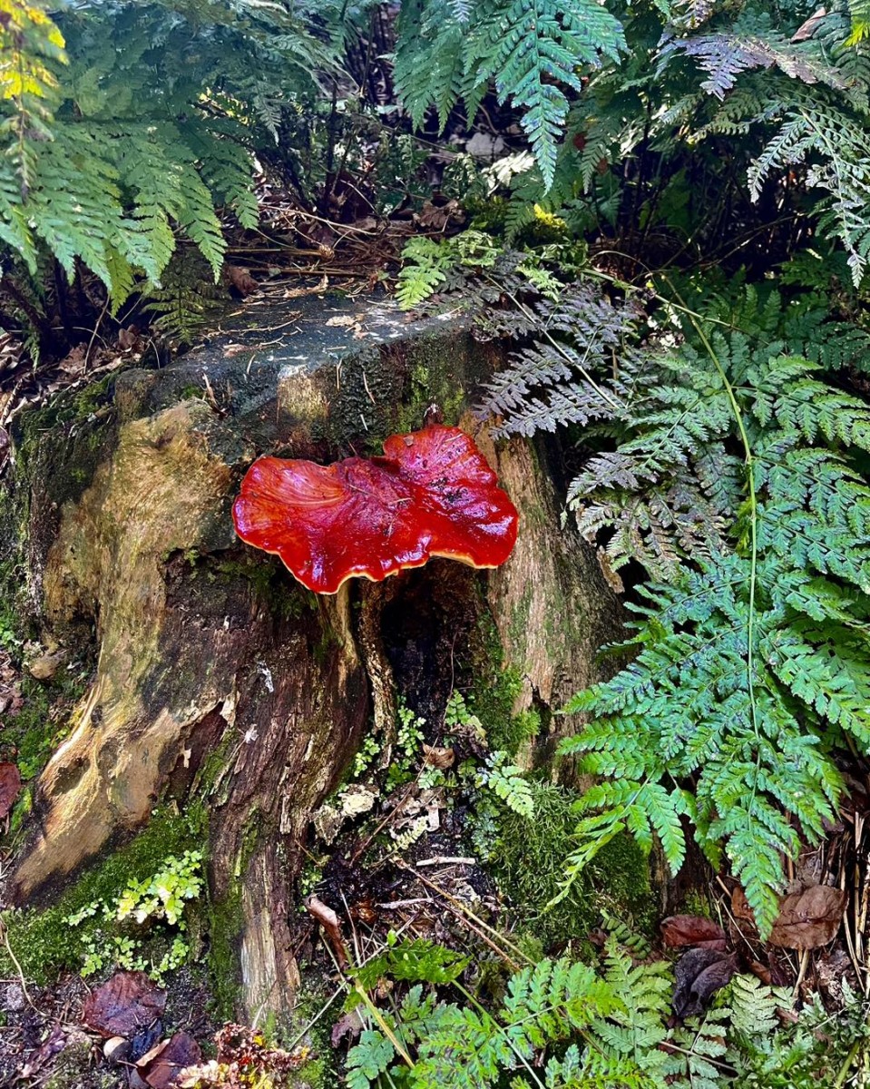 Wie gaat er mee op een Noord-Hollandse herfstwandeling?