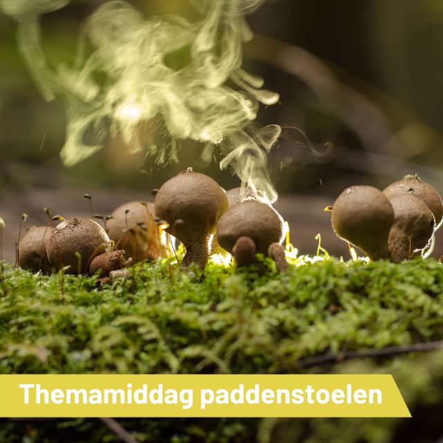 Themamiddag schaapskooi: Paddenstoelen