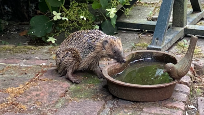 De egel heeft het zwaar…