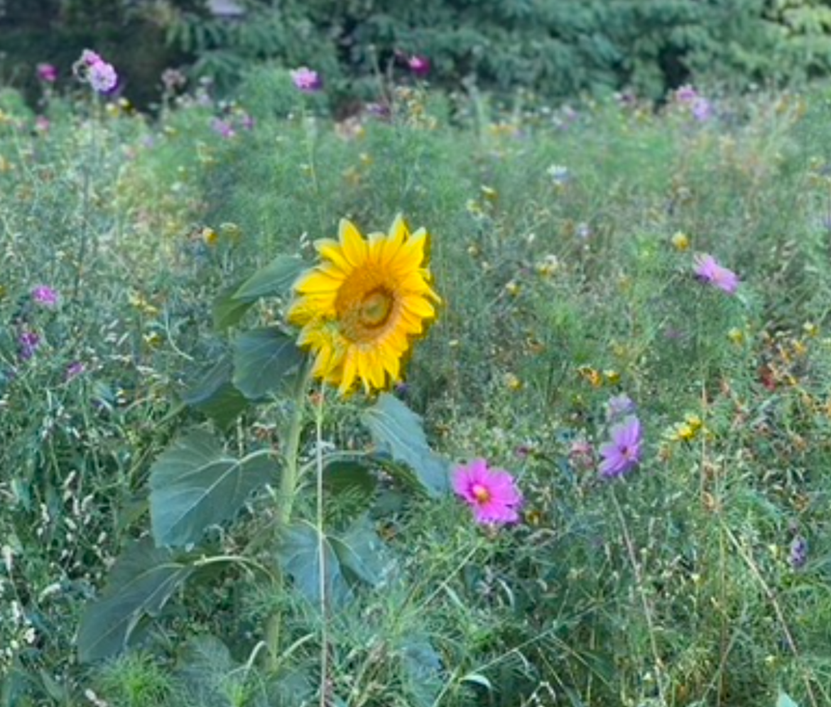 Vanaf morgen zonniger en zomers warm