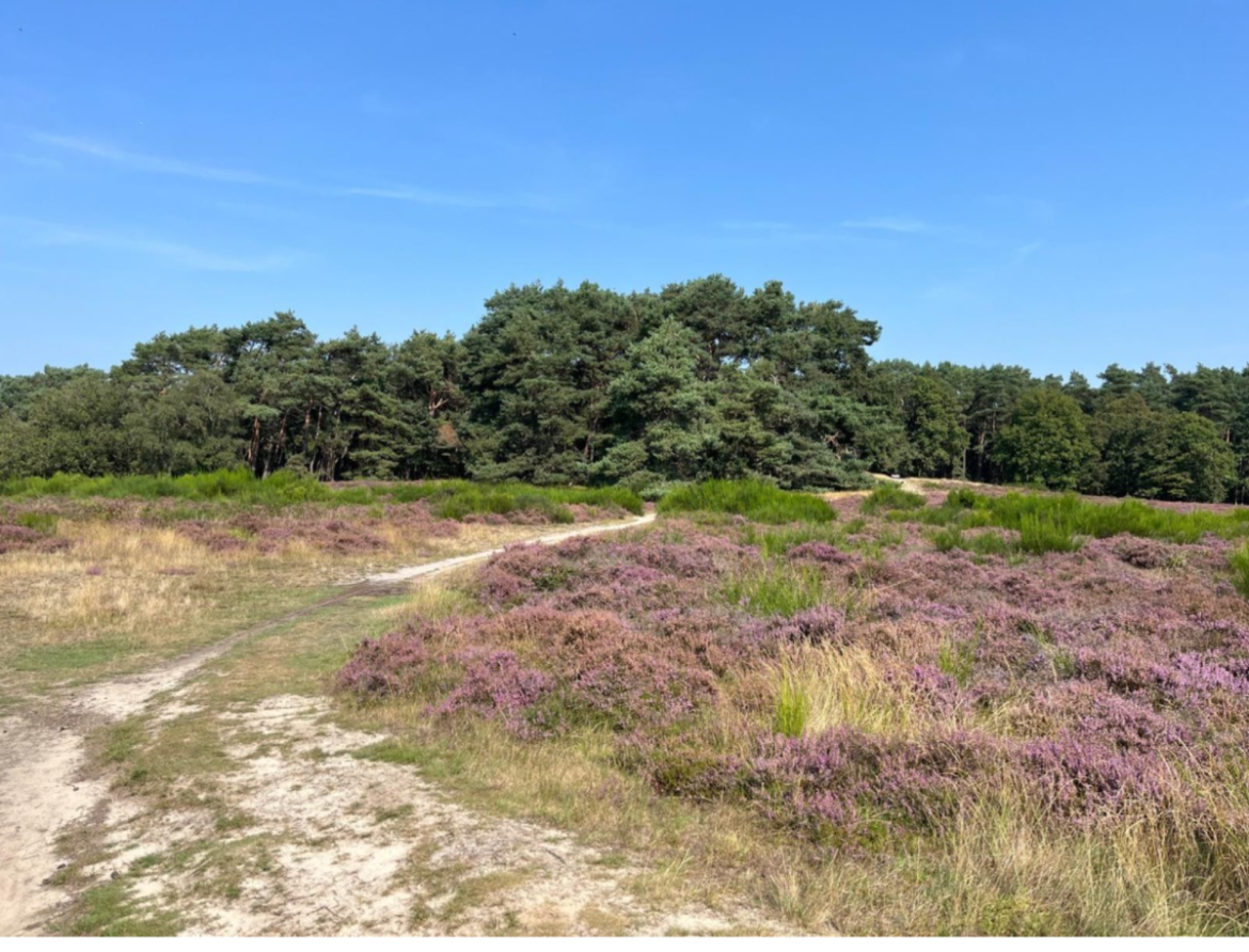 Stopzetten NPLG vertraagt oplossingen voor het Nederlands landschap