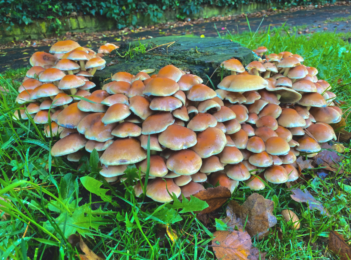 Het wordt echt herfst maandag, tien graden kouder en veel regen.