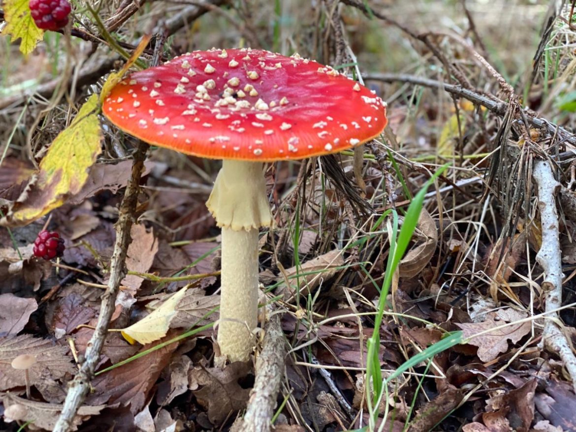 Themacafé over paddenstoelen: ‘Mysterieus en onmisbaar’