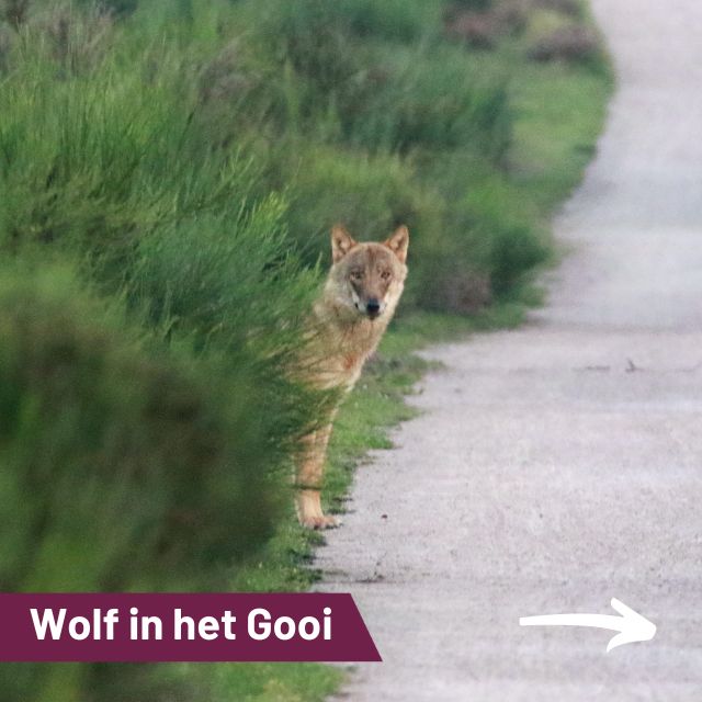 Twee wolven gespot bij Goyergracht-Noord: ‘Hopelijk waren ze op doorreis en hadden ze het niet op mijn paarden gemunt’