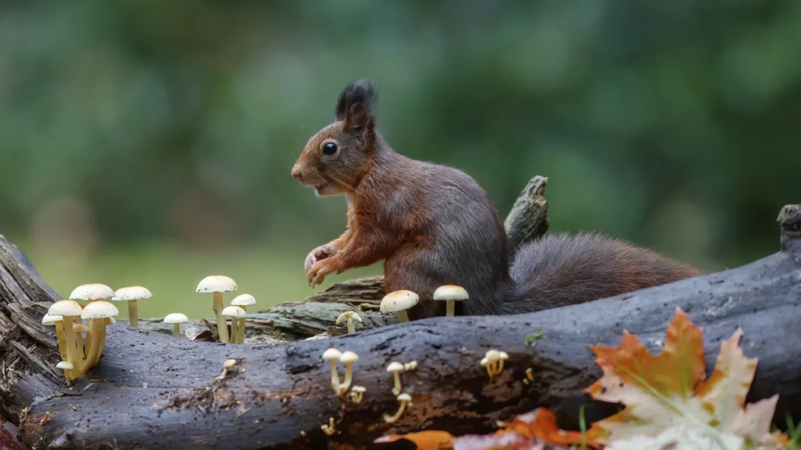 Red de Gooise natuur: donateurwervingsactie van start