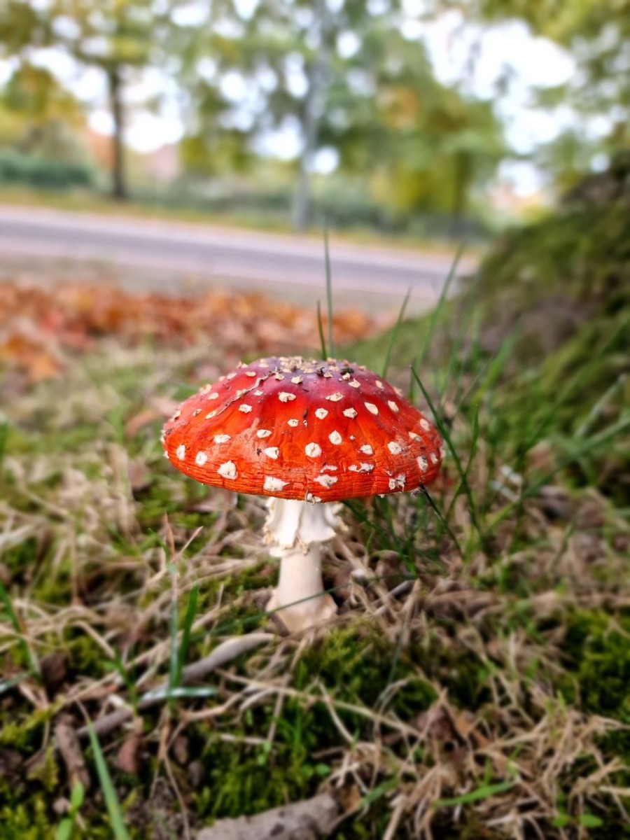 Elke laatste zondag van de maand is er een speciale themamiddag bij de schaapskooi in Blaricum.