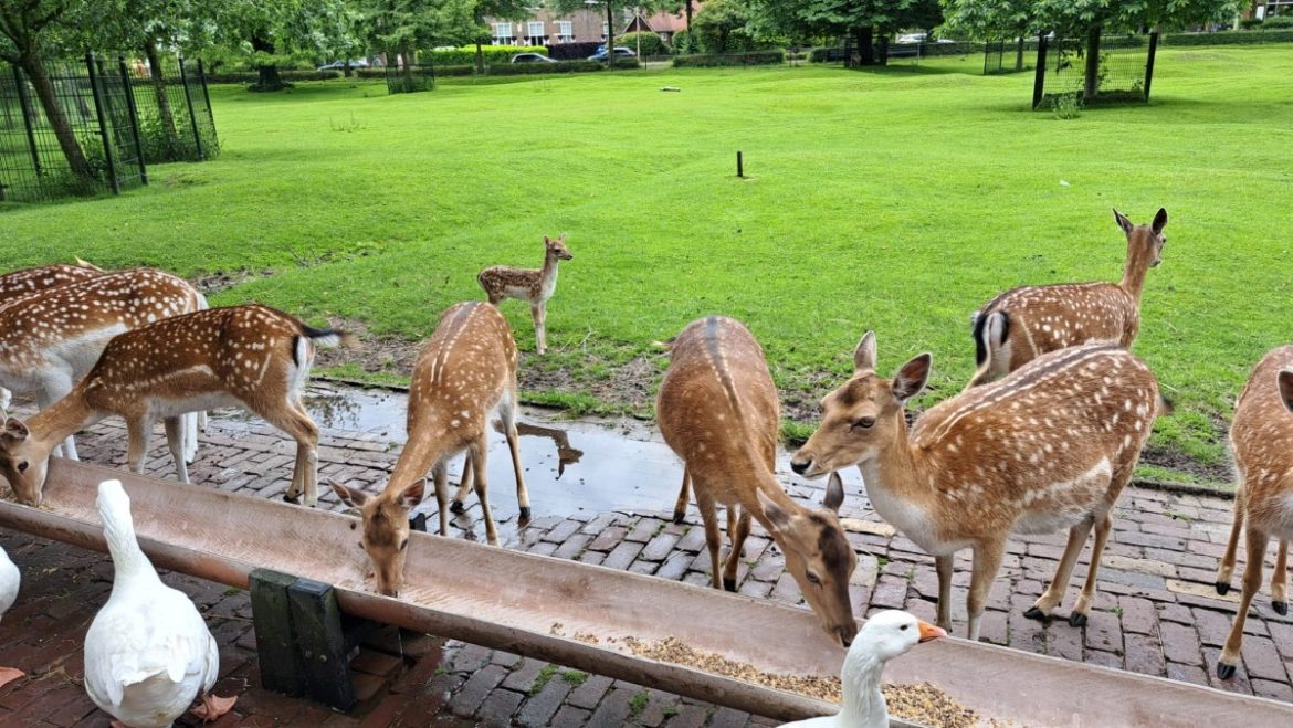 Werkzaamheden aan het hertenkamp Laren – Nieuw hek!