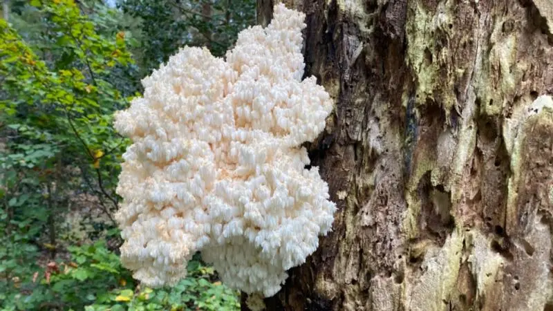 ‘Het lijkt wel alsof er popcorn uit de boom groeit’