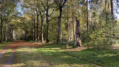 Bol-an 338: Een herfstwandeling…