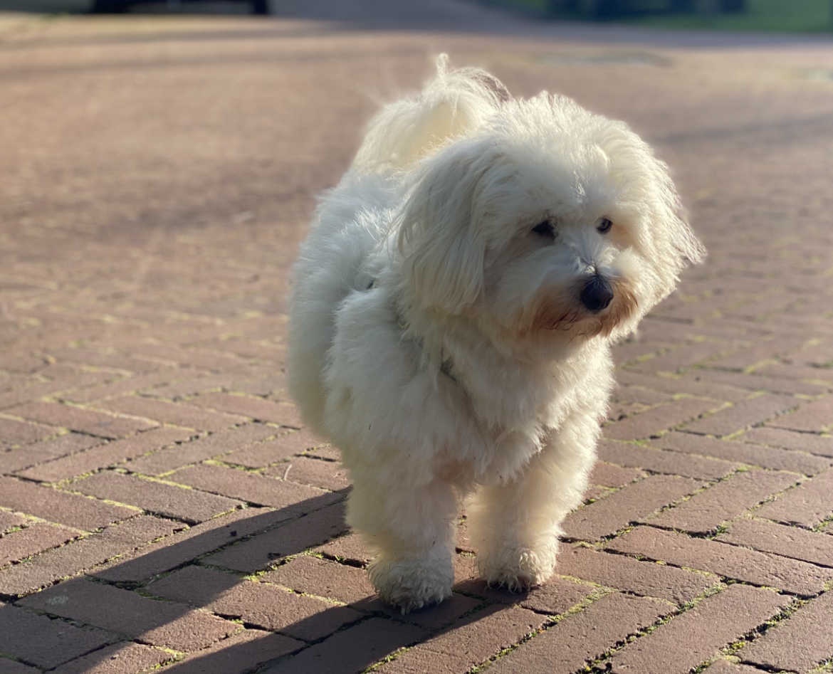 4 oktober Werelddierendag!