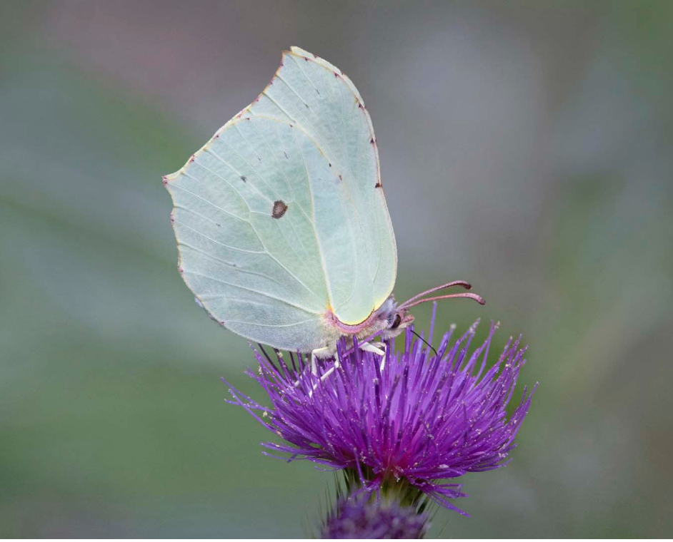 Zet in je agenda! 19 november over Biodiversiteit in Blaricum, Eemnes en Laren