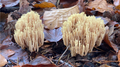 Gezien in het bos van de Lage Vuursche: rechte koraalzwam