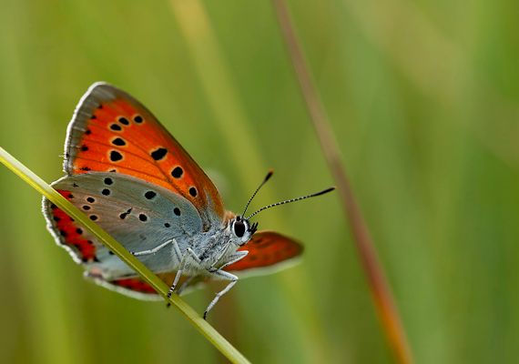 BEL Biodiversiteitavond 19 november – Help de biodiversiteit in Blaricum, Eemnes en Laren