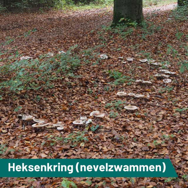 Heksenkring…