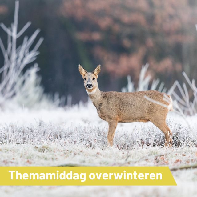 Overwinteren…