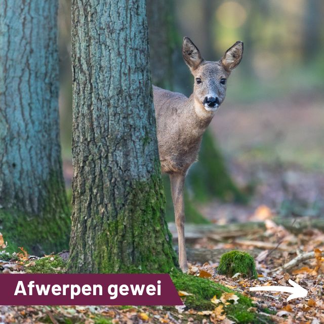 Afwerpen van gewei…