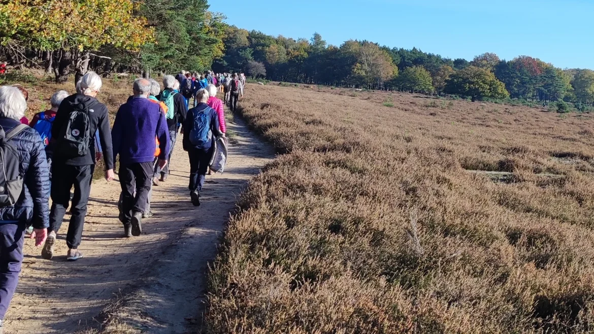 Tweede groepswandeling Stichting Wandelvierdaagse: ‘Pittig rondje Blaricum’