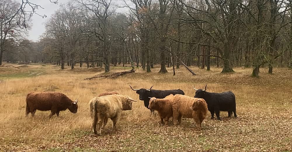 Naar een natuurlijke kudde…