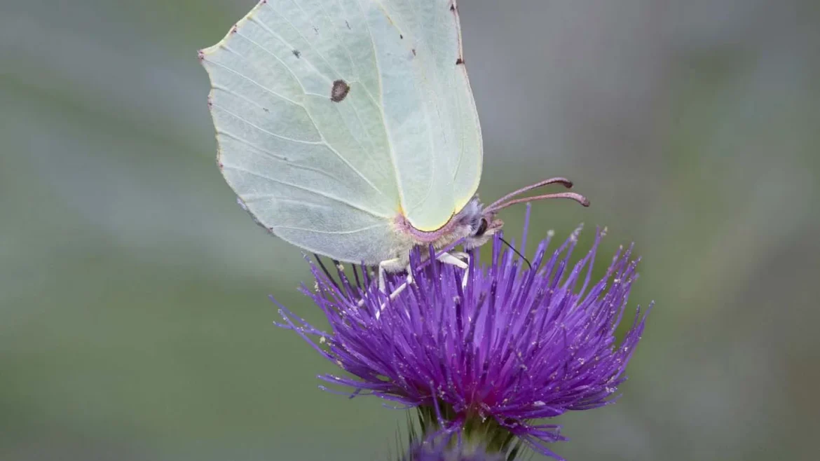 Vanavond informatieavond BEL-gemeenten: hoe tuinen en plantsoenen bijdragen aan biodiversiteit