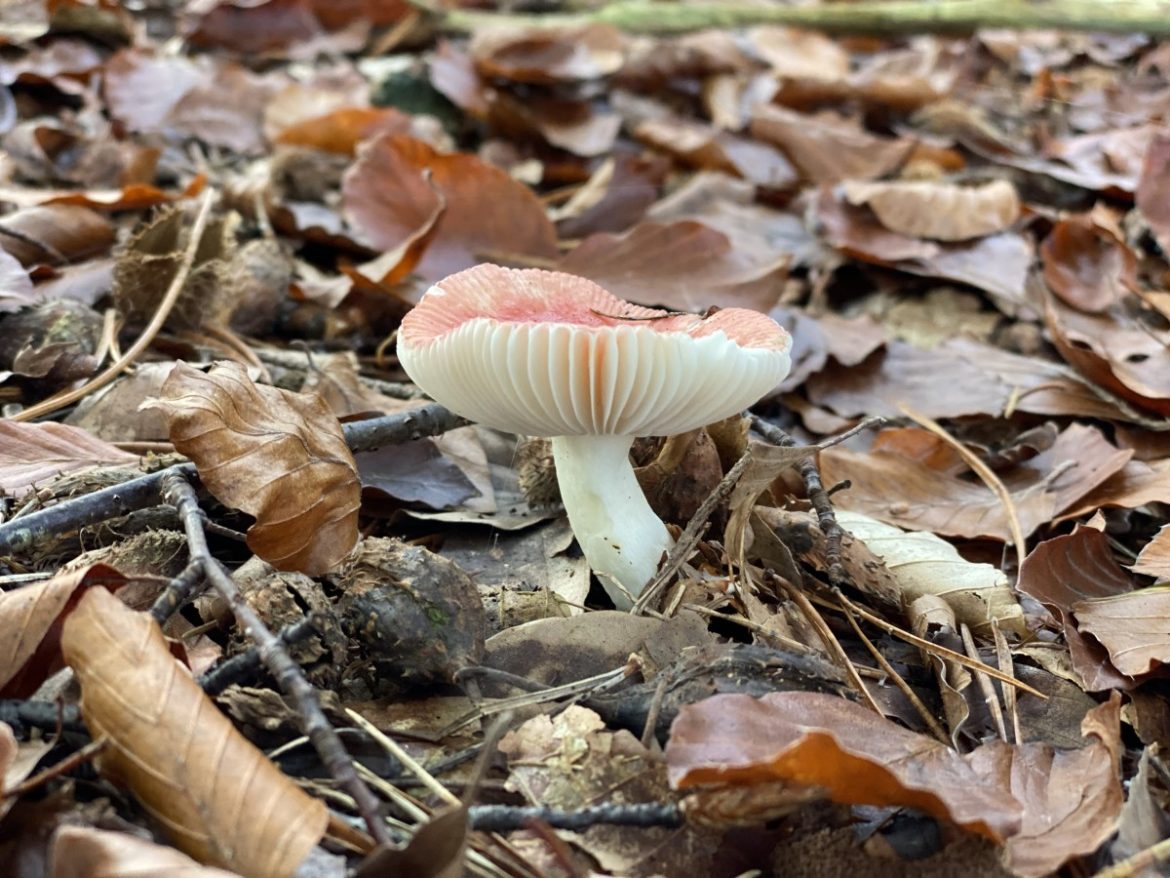 Paddenstoelen zijn cruciaal voor de natuur