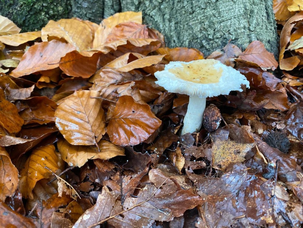 Paddenstoelen…