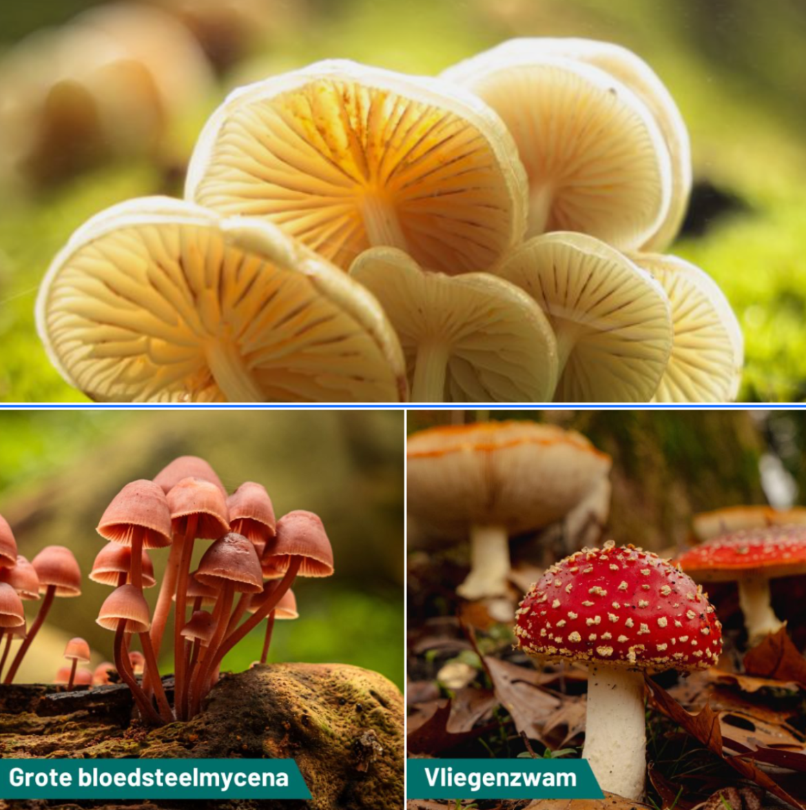 Heb jij ook paddenstoelen foto’s gemaakt?