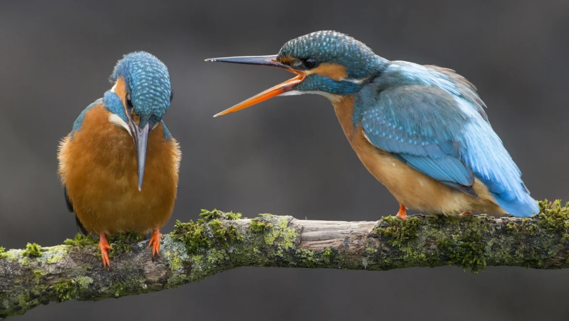 Succesvol broedseizoen voor ijsvogels in Gooi en Vechtstreek