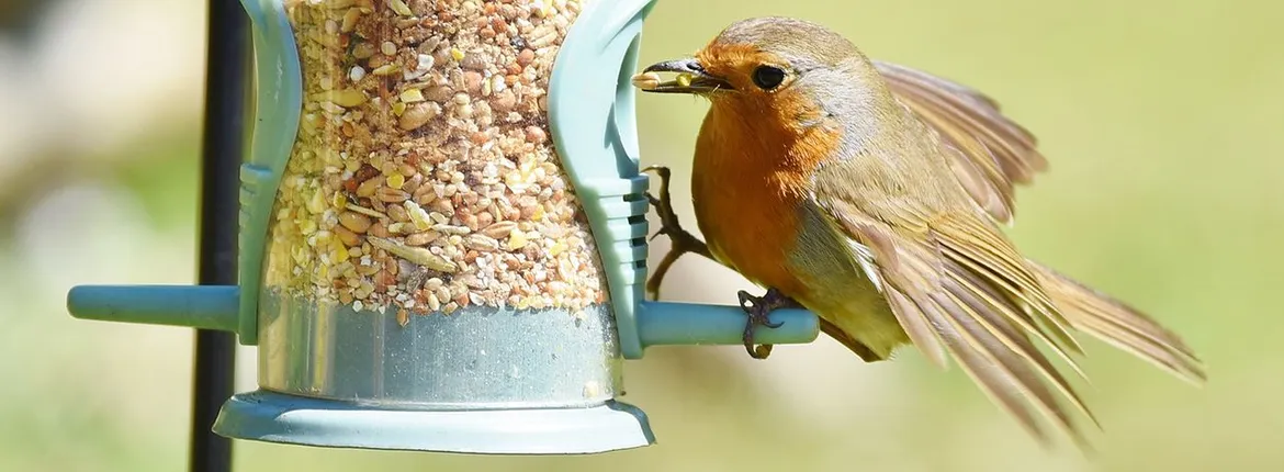 Gif in vogelvoer: breed probleem in onze leefomgeving