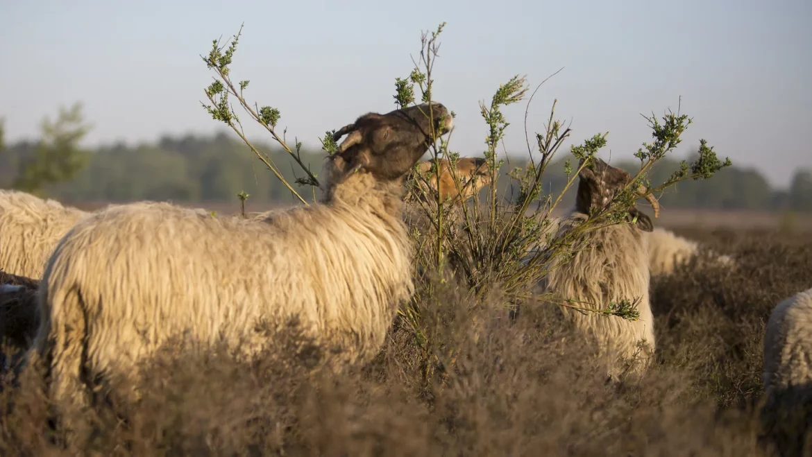 GNR trekt met promotiebakfiets natuur in, én: ‘Vrijwilligers maken het verschil’