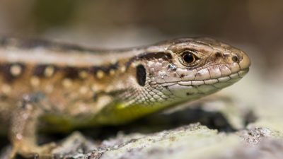 Goois Natuurreservaat niet langer actief op X: ‘Te polariserend’