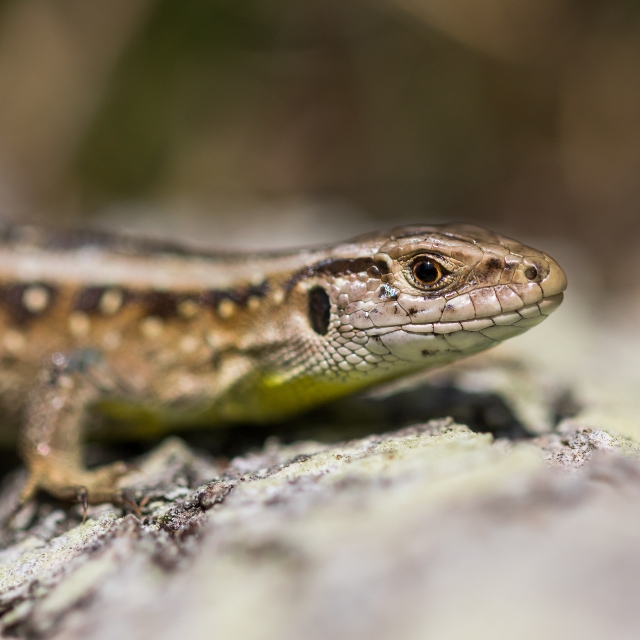 Goois Natuurreservaat niet langer actief op X: ‘Te polariserend’