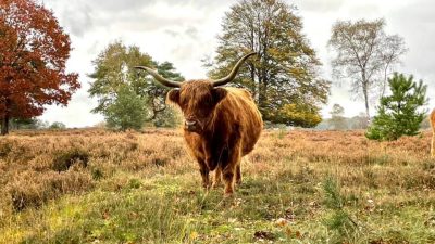 Schotse Hooglanders