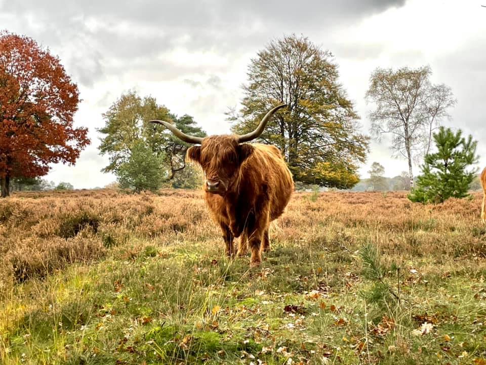 Schotse Hooglanders