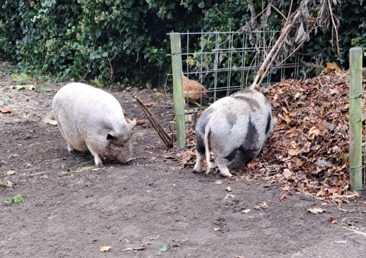 Geitenweitje is er voor de dieren…