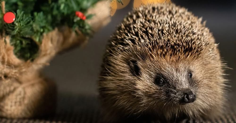 Help de egels: zó maakt u de tuin winterklaar…