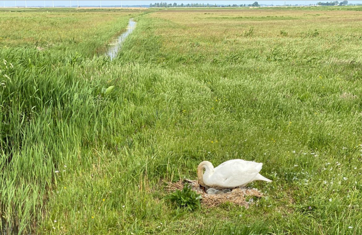 Waterbelasting stijgt in Gooi en Vechtstreek