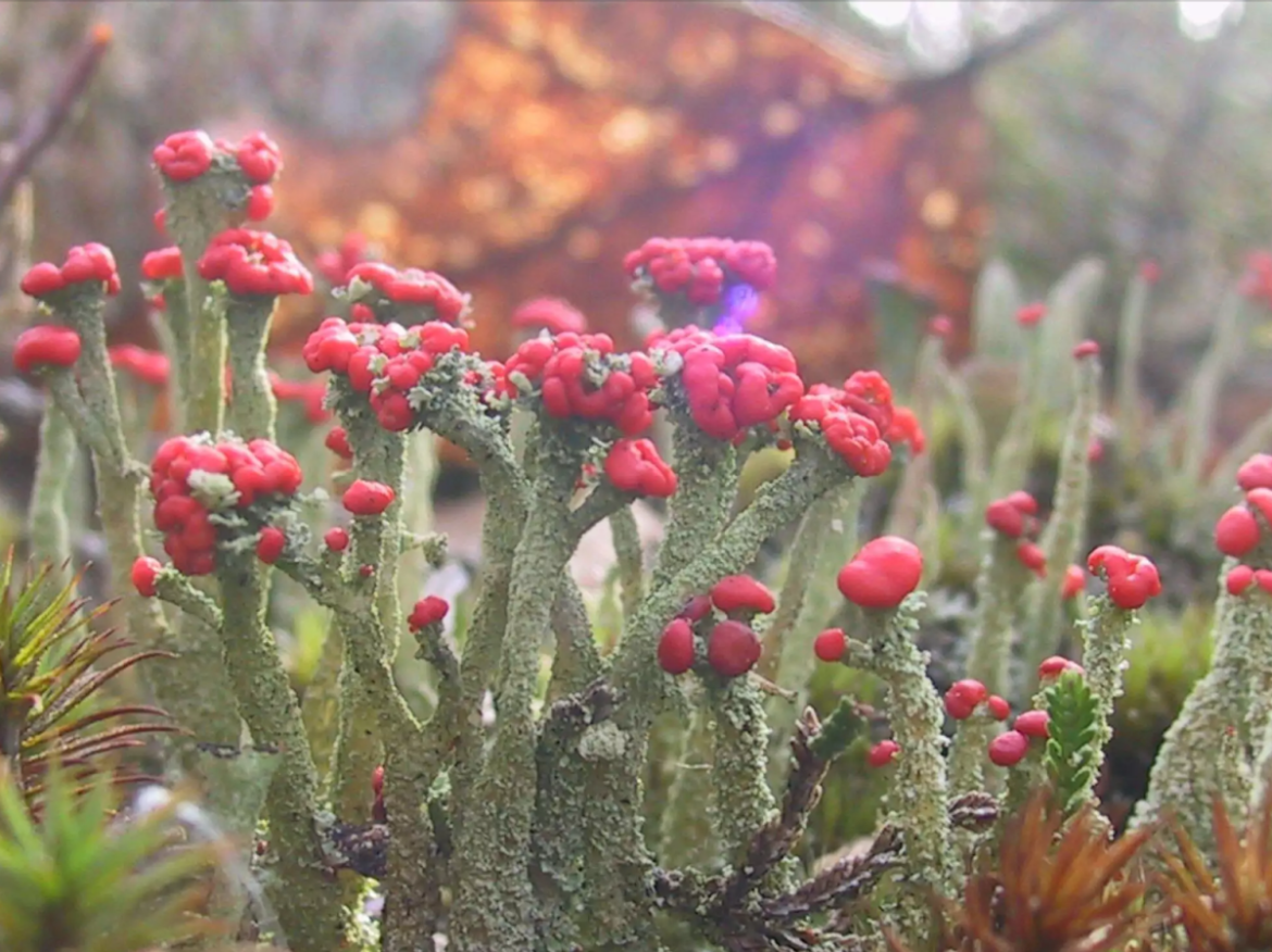 Stikstofschade in de natuur…