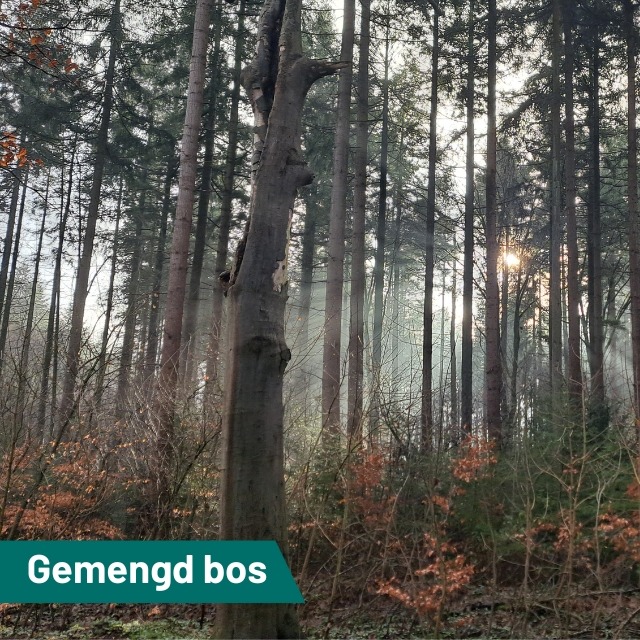 Gemengd bos…