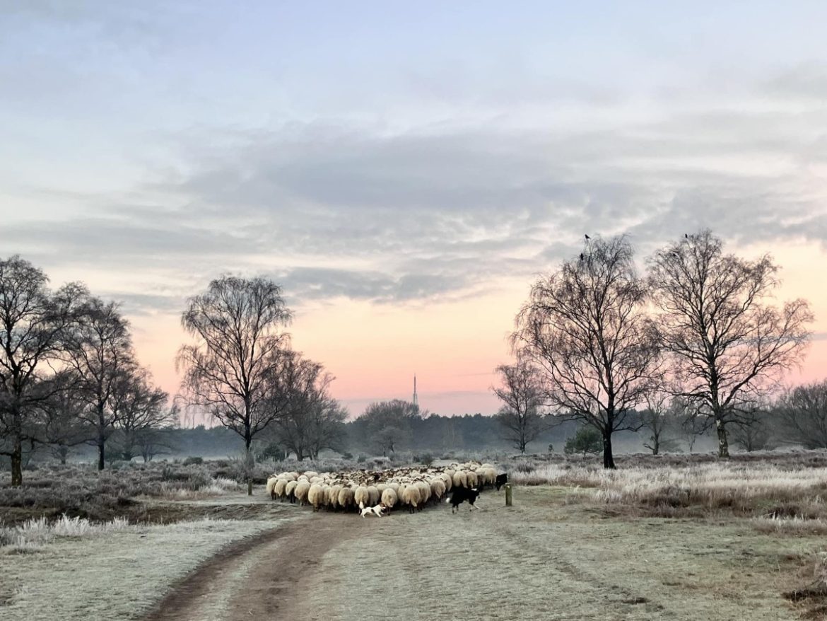 Geen ‘gevaarlijke gek’ met mes op de heide, blijkt uit politieonderzoek