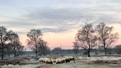 Geen ‘gevaarlijke gek’ met mes op de heide, blijkt uit politieonderzoek