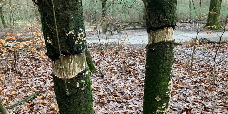 Onbekende ‘bomenringer’ takelt natuur in het Gooi toe