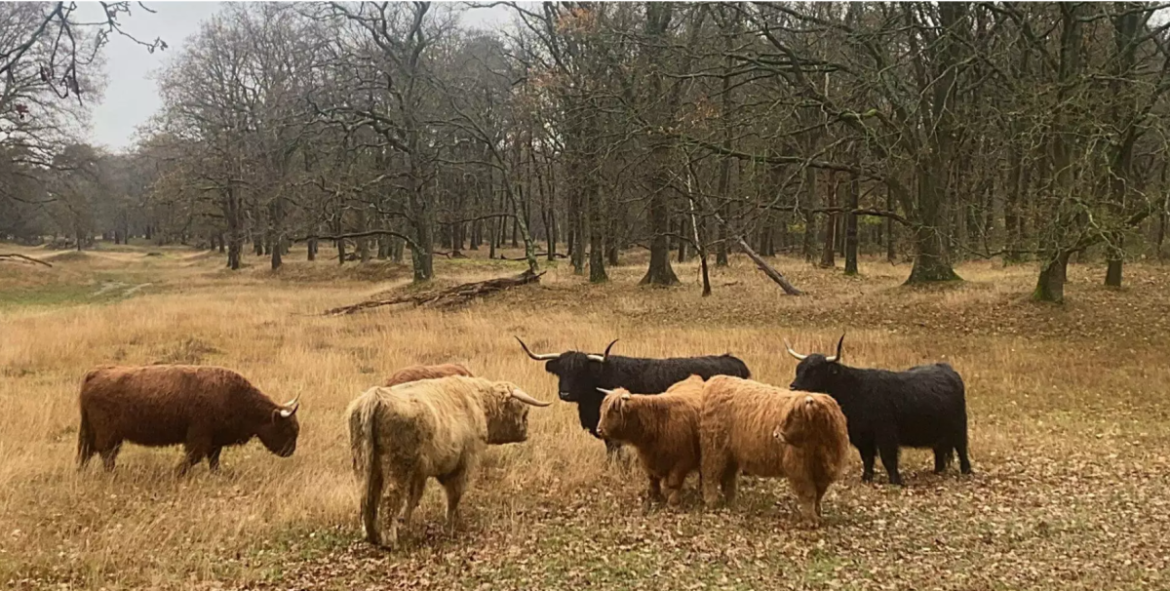 Naar een natuurlijke kudde…