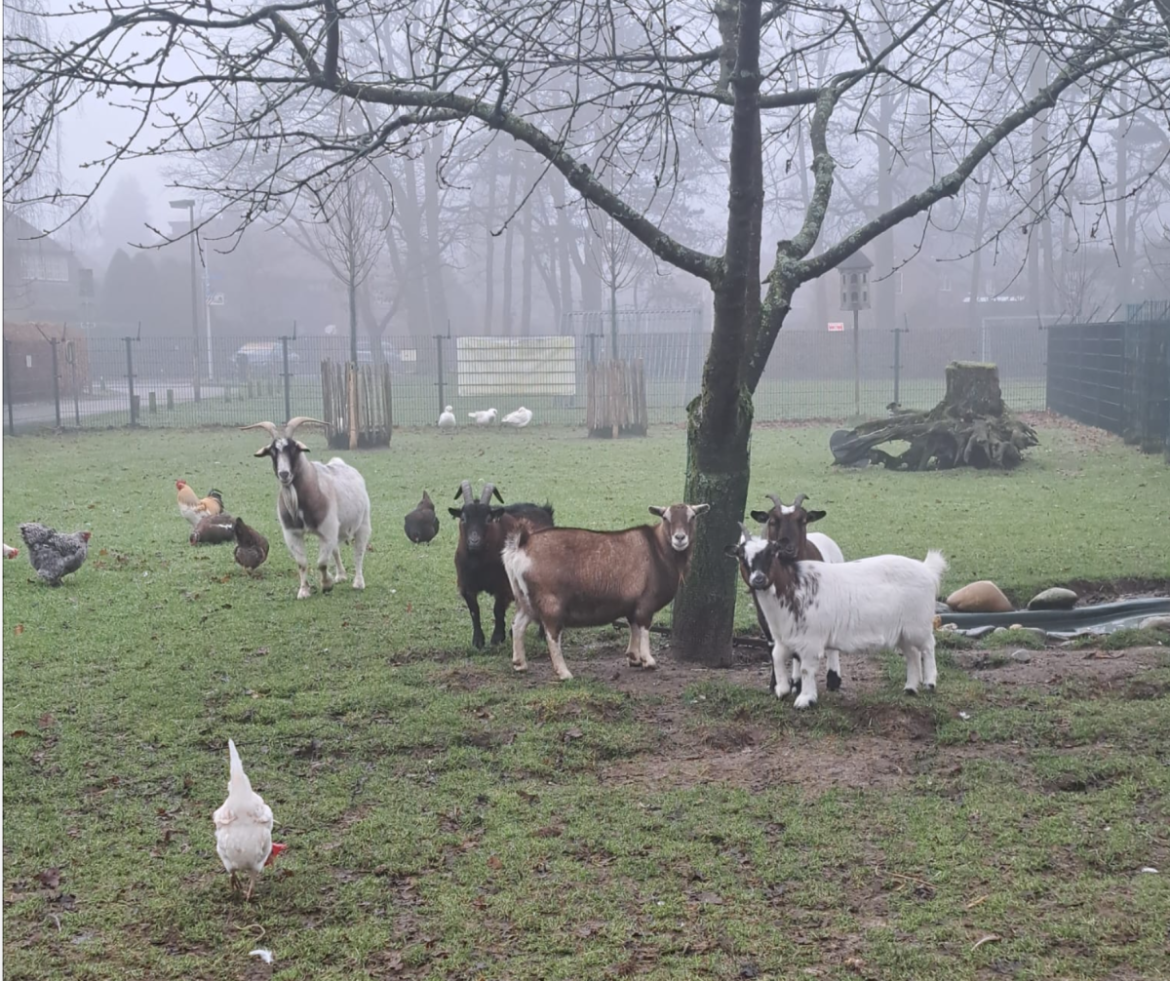 Het geitenweitje is een plaatje waard…