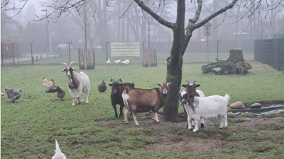 Het geitenweitje is een plaatje waard…