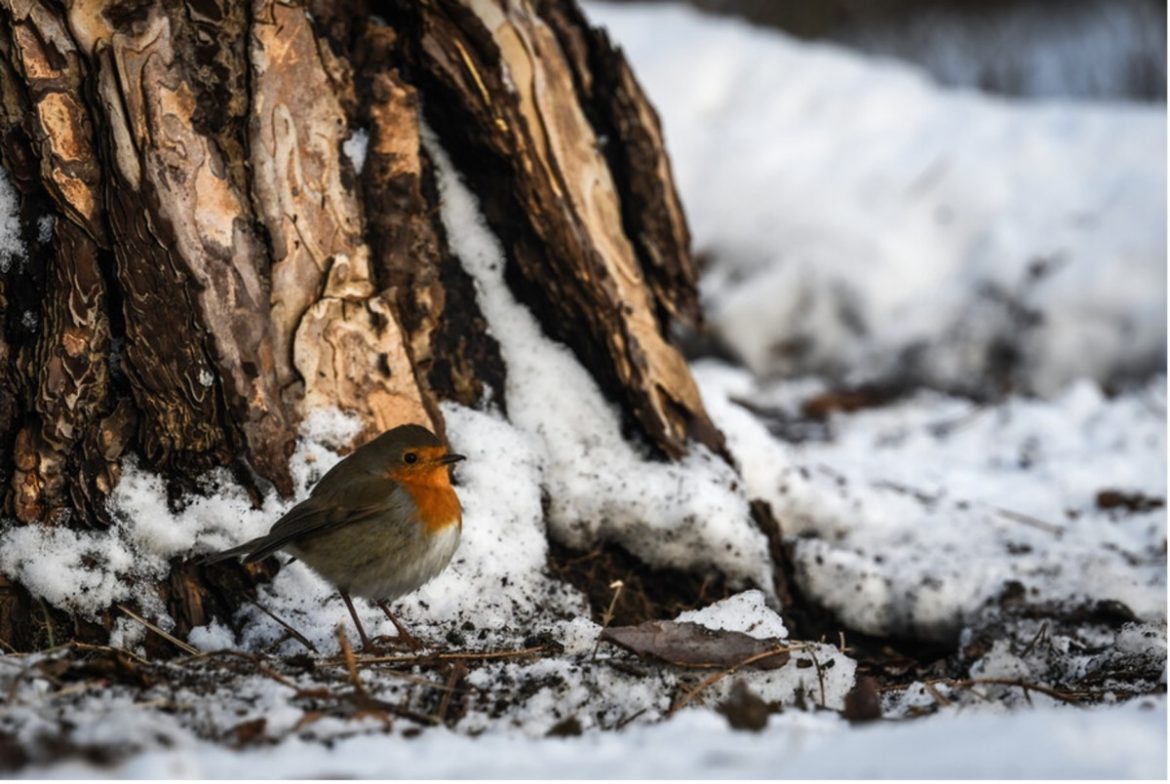 Winteruitjes in de Gooi en Vechtstreek