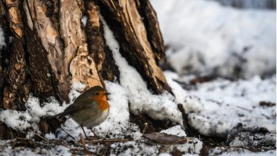 Winteruitjes in de Gooi en Vechtstreek